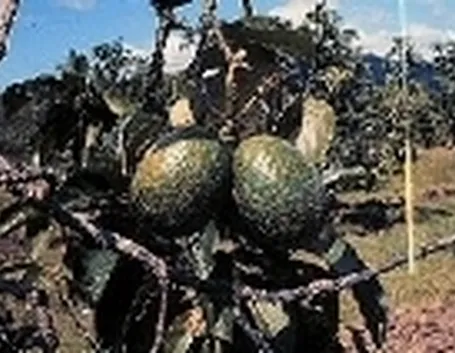 frutti avocado