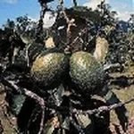 frutti avocado