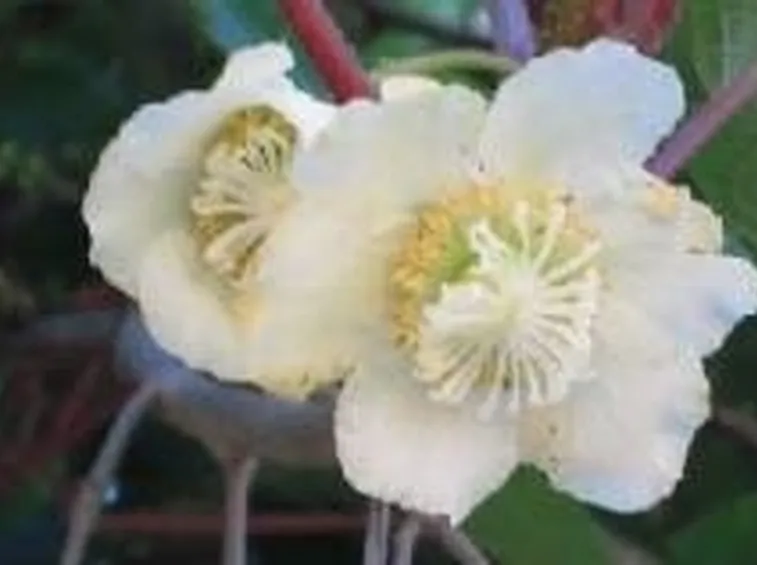 Fiori di kiwi