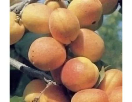 albicocche