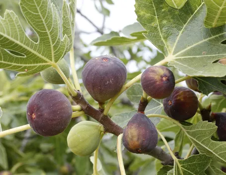 Ficus carica