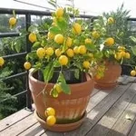 limone