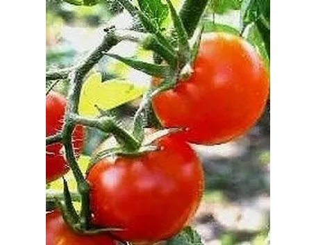 Pomodoro