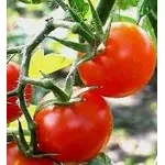Pomodoro