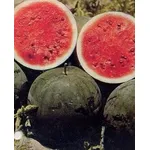 Anguria
