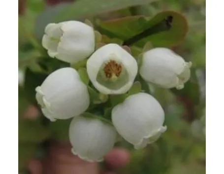 fiori mirtillo