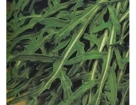 Rucola