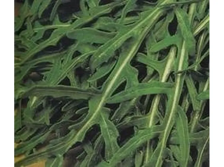 Rucola