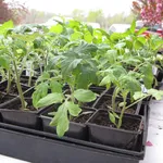pomodori