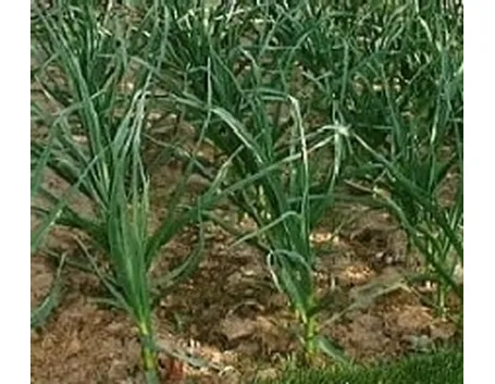 Aglio nell'orto