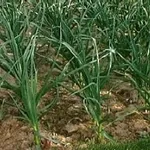 Aglio nell'orto