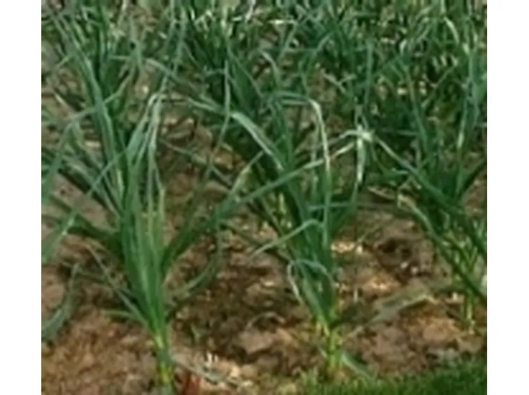 Aglio