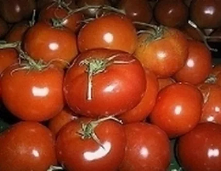 Pomodori