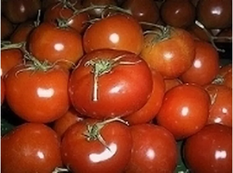 Pomodori
