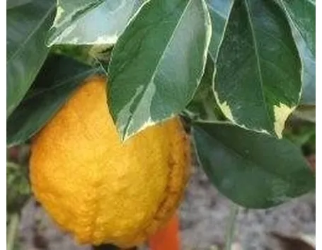 agrumi