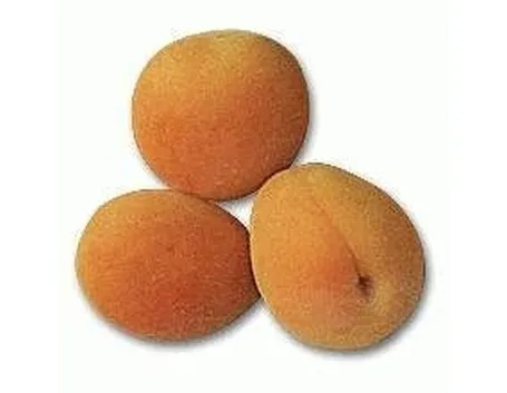 Albicocche