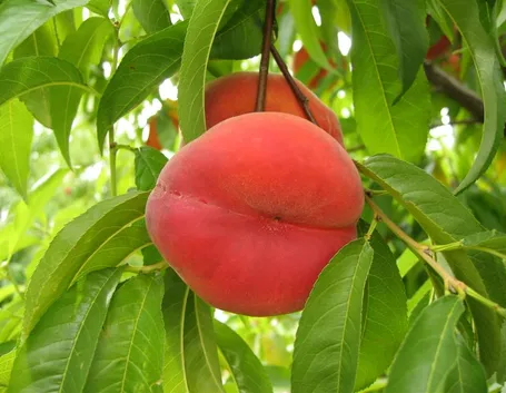 Pesche mature