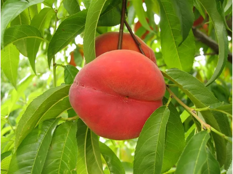Pesche mature