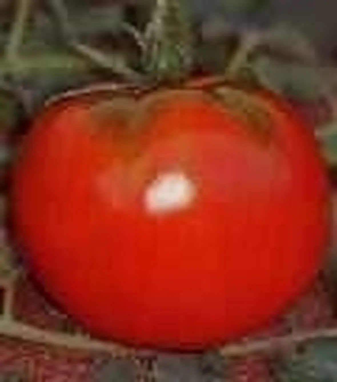 Pomodoro