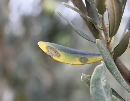 olive sane