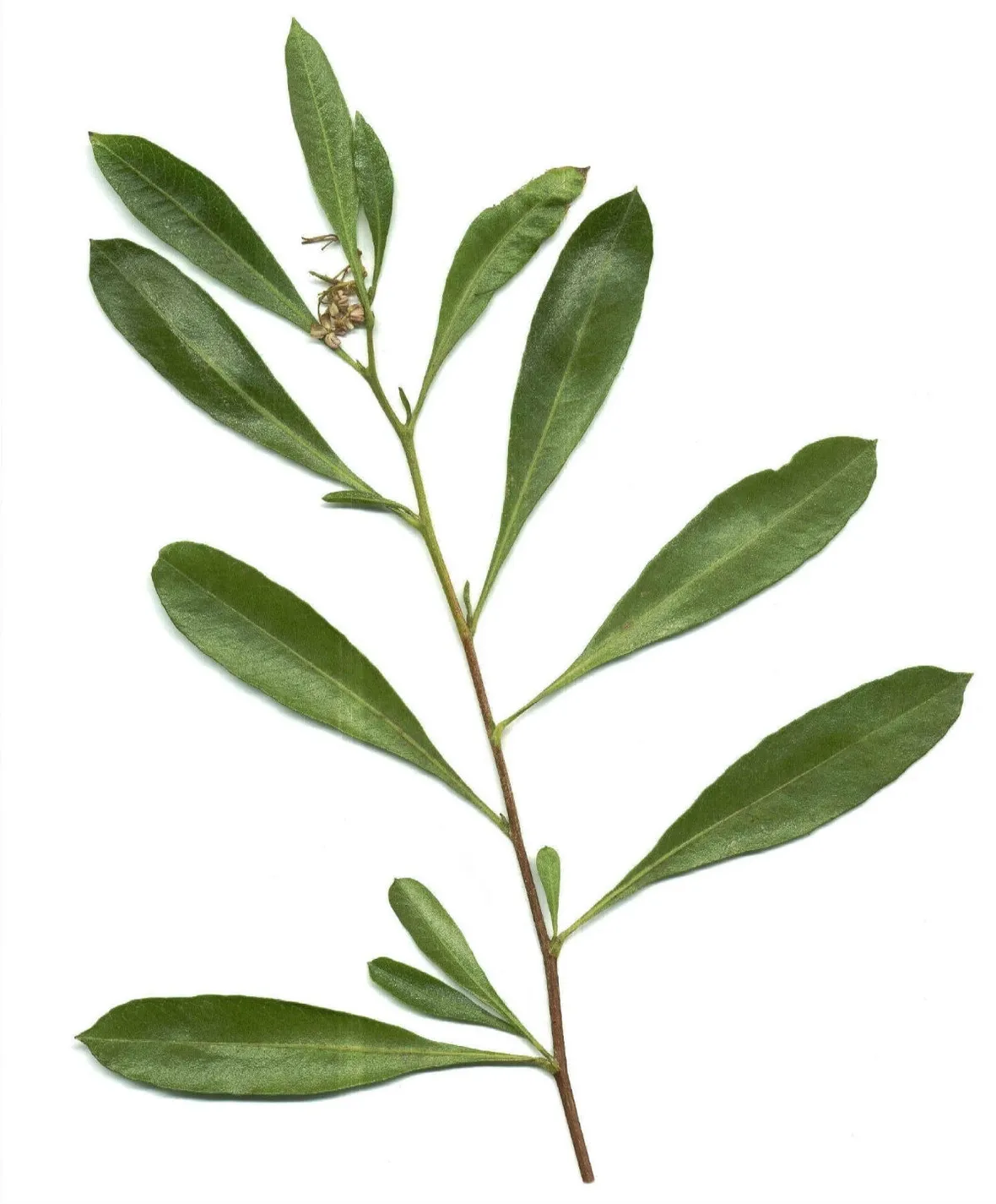 olive