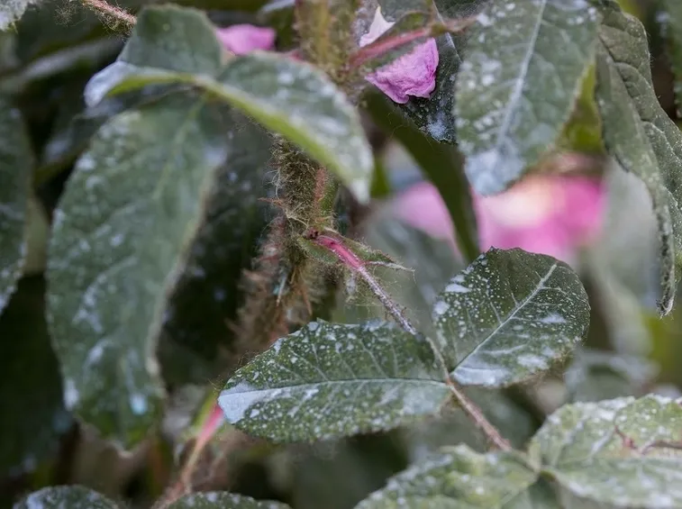 Foglie danneggiate