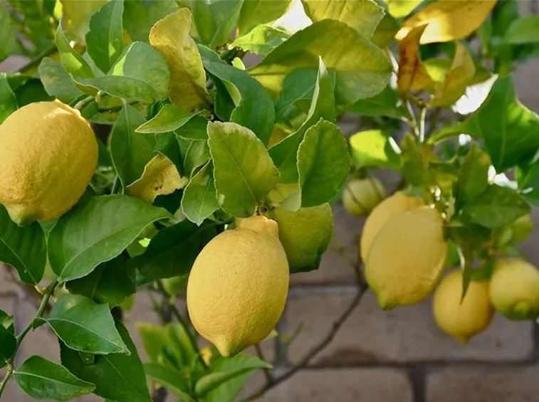 alberello di agrumi