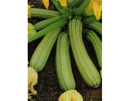 zucchine