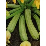zucchine