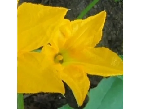 Fiore di zucca