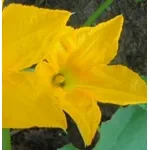 Fiore di zucca