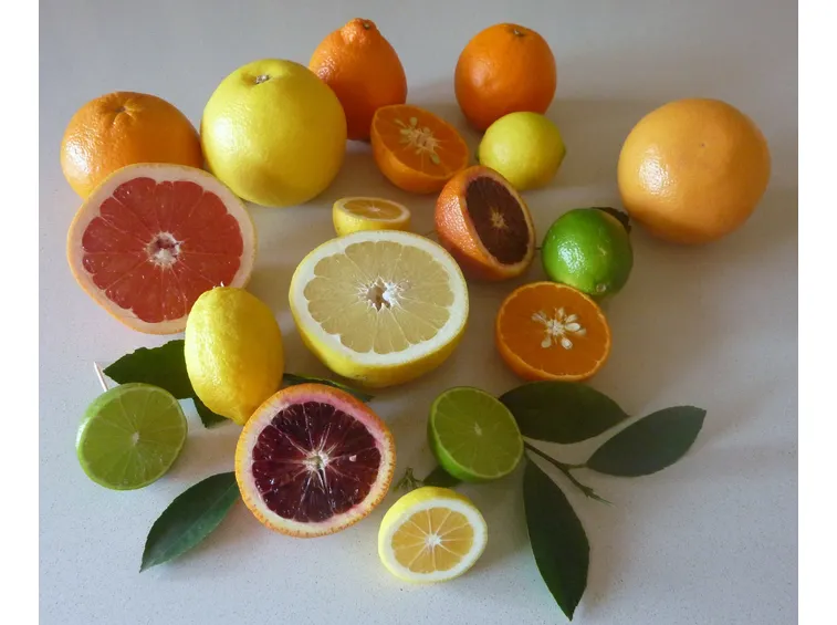albero di limoni