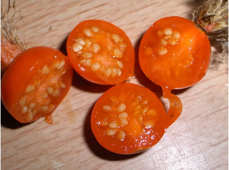 Frutto alkekengi