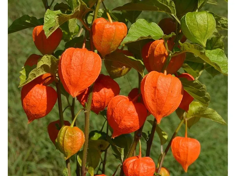 Alkekingi frutti fiori