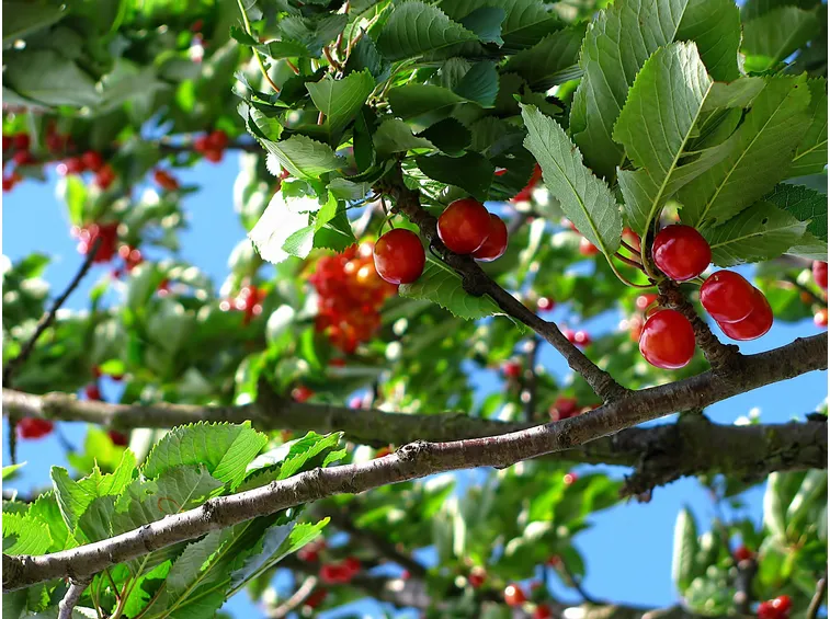 Pianta frutti