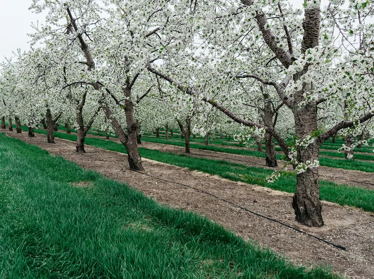 Il ciliegio acido cresce su qualsiasi terreno