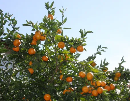 arancio