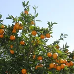 arancio