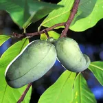 Frutti asimina triloba