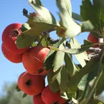 Frutti azzeruolo