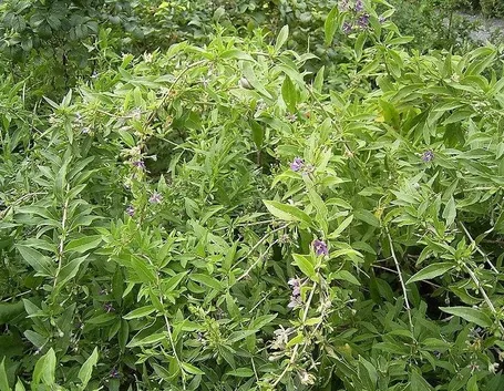 Arbusto di Lycium barbarum