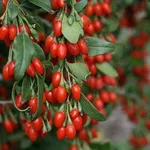 Pianta di bacche di goji