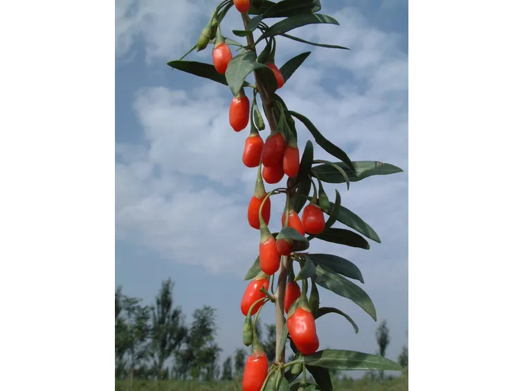 Bacche di Goji sull’albero.