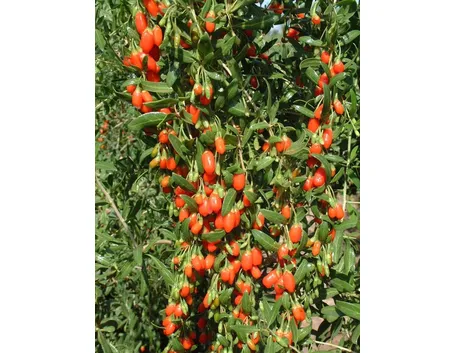 La pianta di Goji