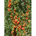 La pianta di Goji