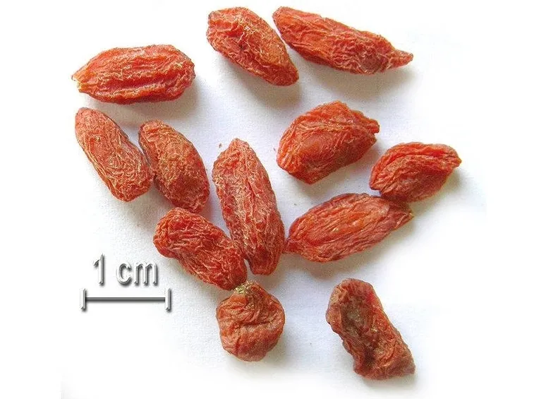 Quotidianamente le bacche Goji