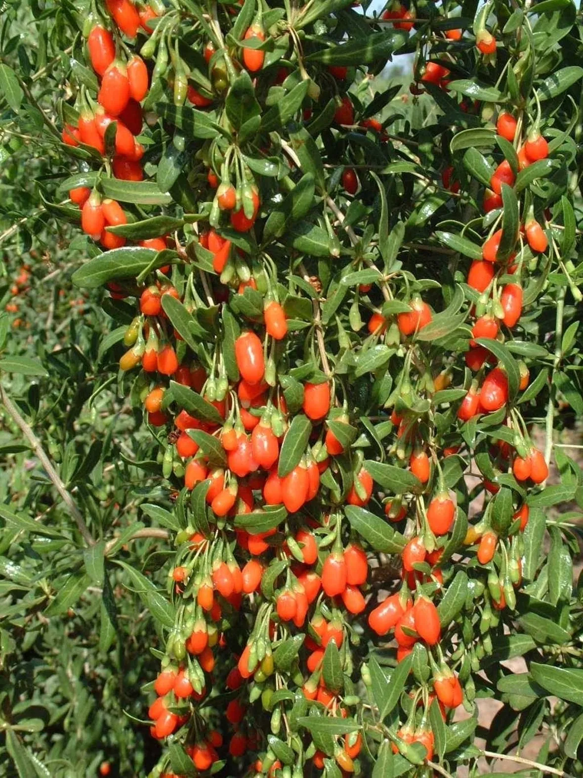 La pianta di Goji