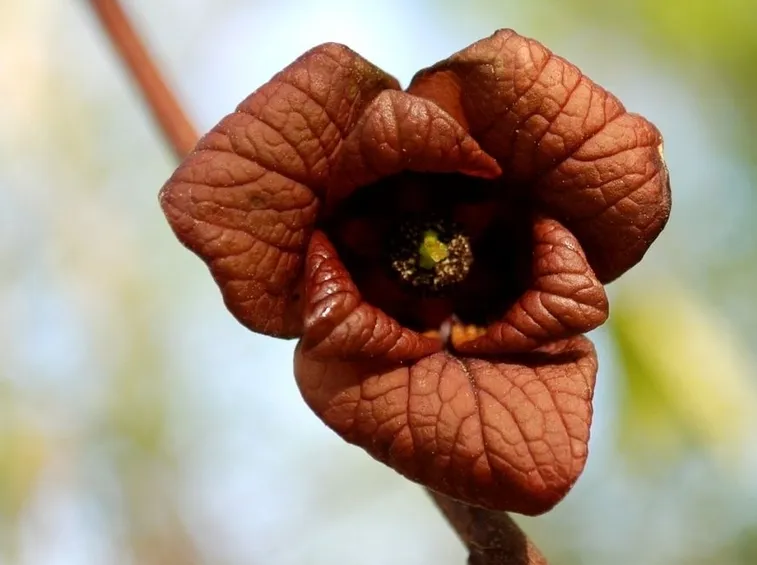 Fiore banano pawpaw