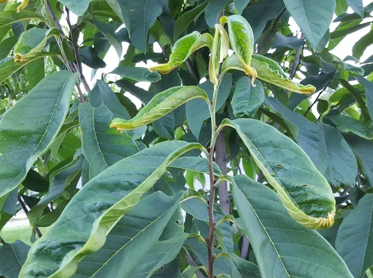 Foglie banane