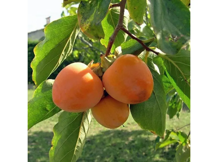 Frutto del cacomela